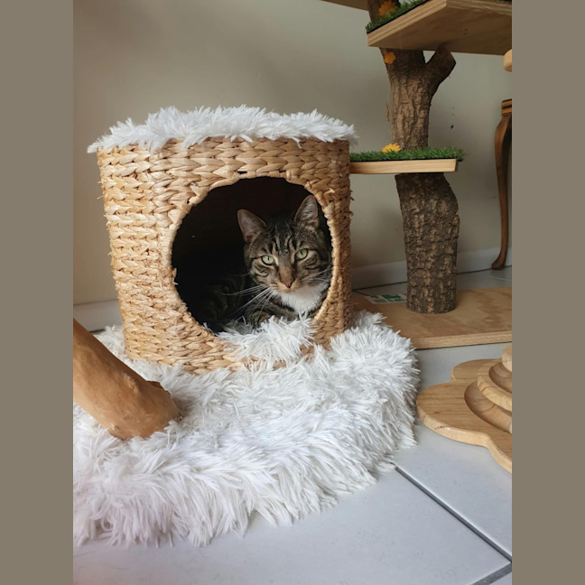 Photo of Bento Aka Benny