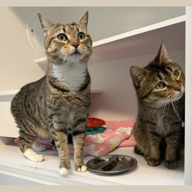 Photo of Snipps (Bonded To Nala)