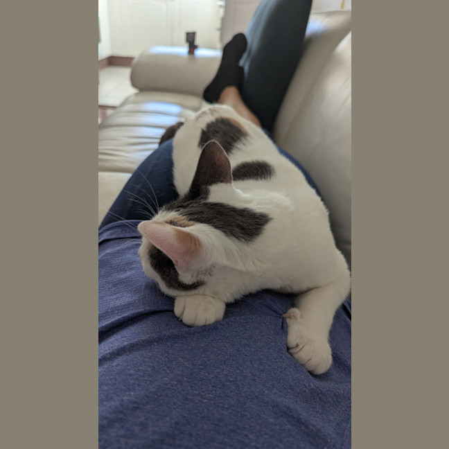 Photo of Pimpi