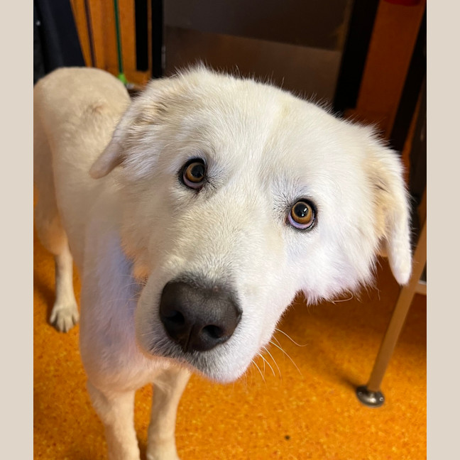 Photo of Casper
