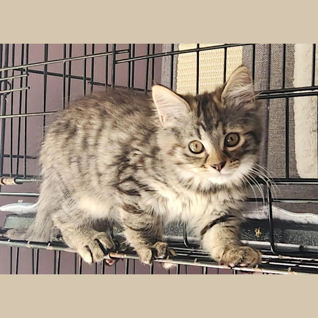 Photo of Amy (In Foster Care In Templestowe)