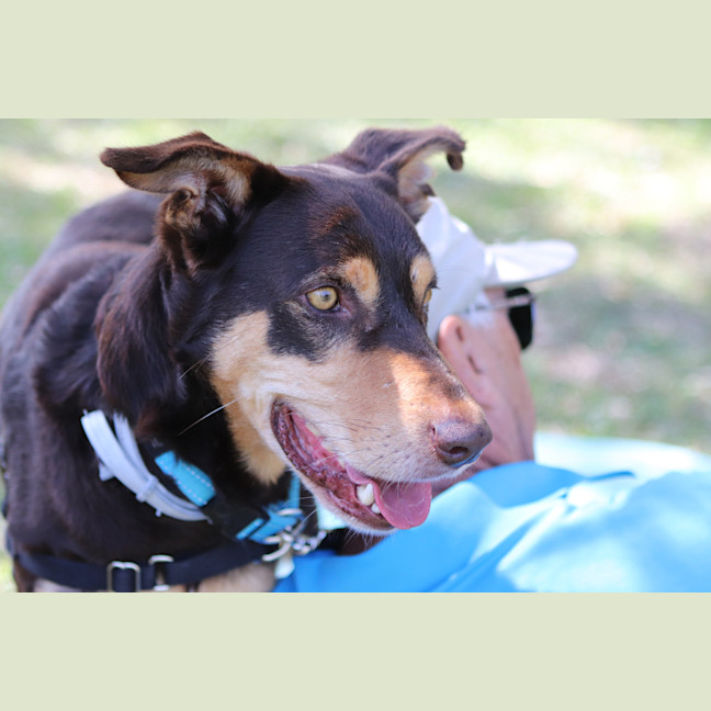 Photo of Rex