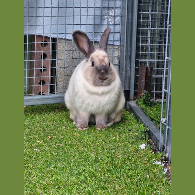 Photo of Muffin