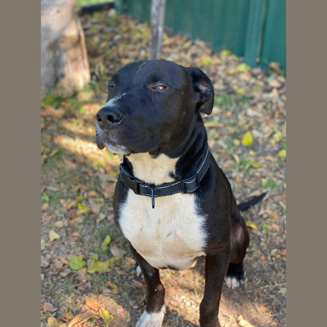 Photo of Bear