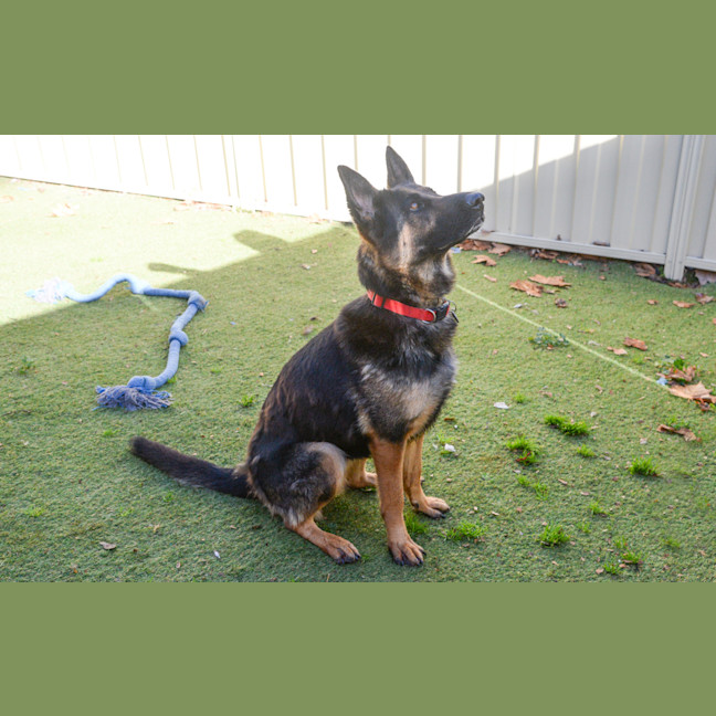 Photo of Phoenix
