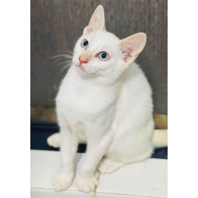 Photo of 11855   Popsicle