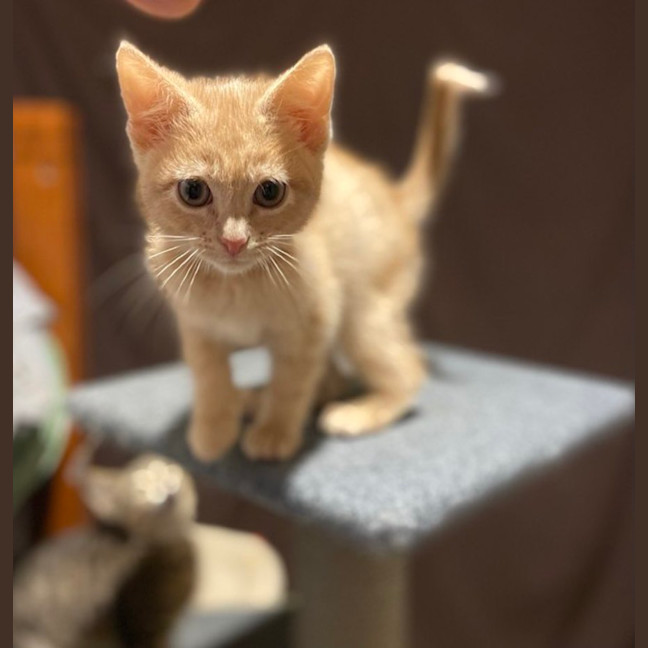 Photo of Whethers Original 