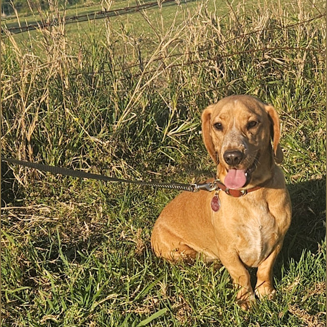 Photo of Rascal 