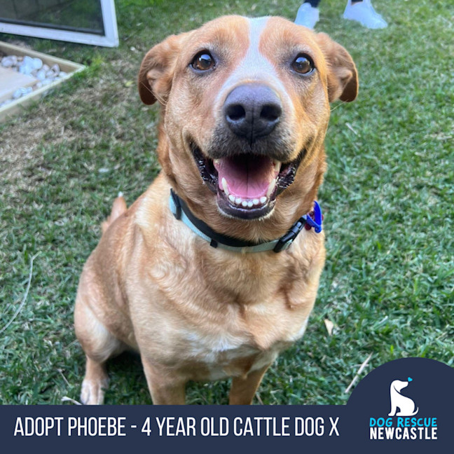 Photo of Phoebe   4 Year Old Cattle Dog X