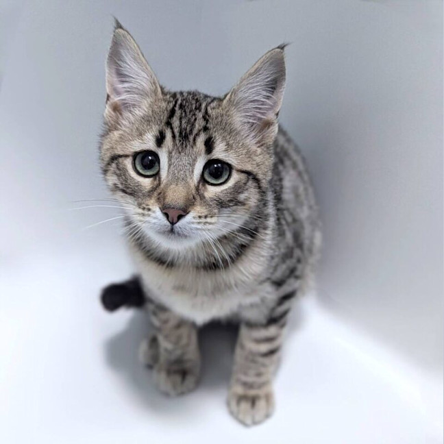 Photo of Tez Nee Sammy