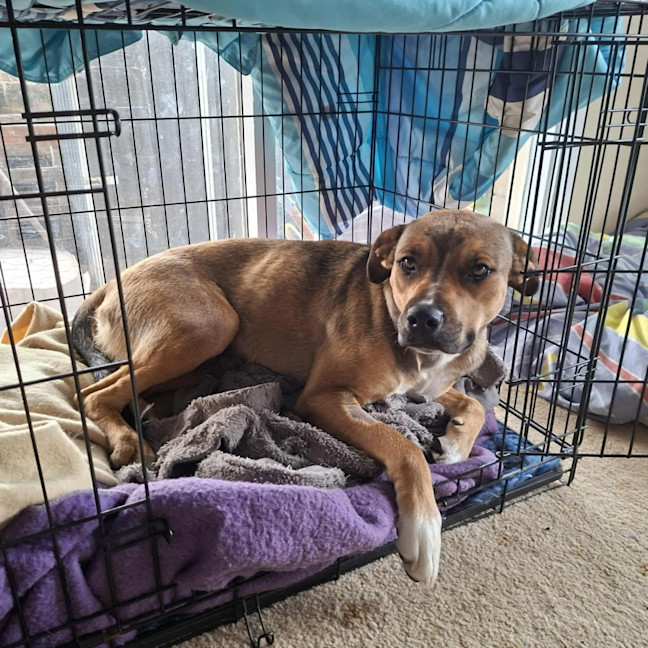 Photo of Maple 