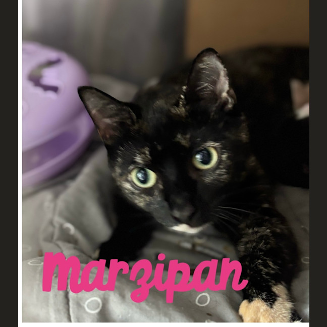 Photo of Marzipan 