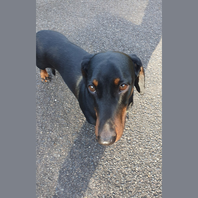 Photo of Winston