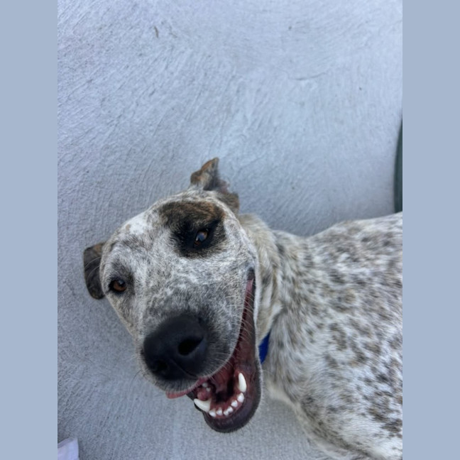 Photo of Indi   1 Year Old Great Dane X Cattle Dog