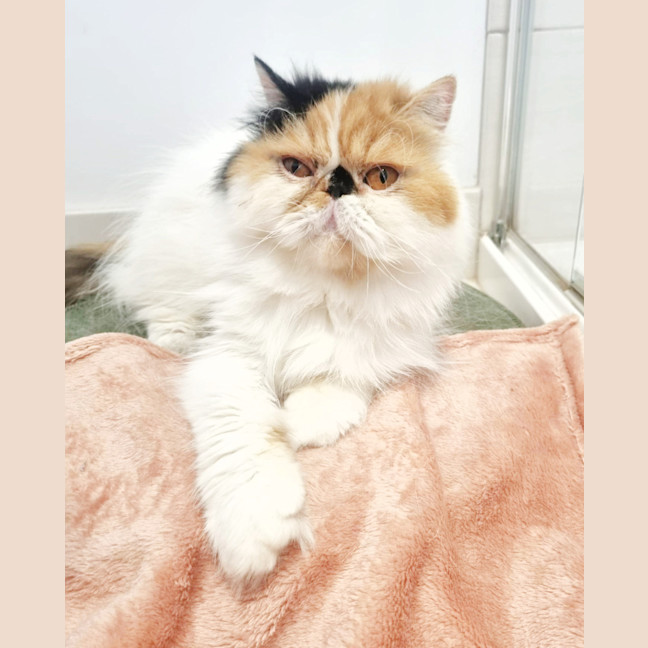 Photo of 🎩Liza Meownelli🎩