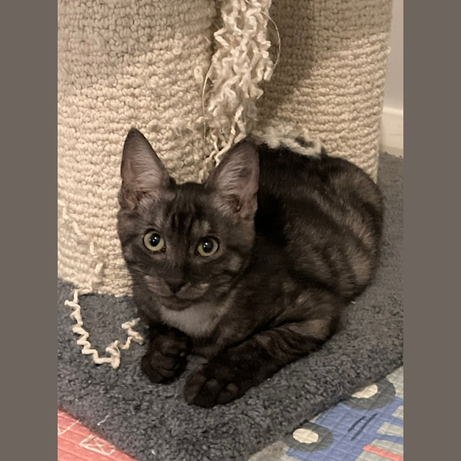 Photo of Louie
