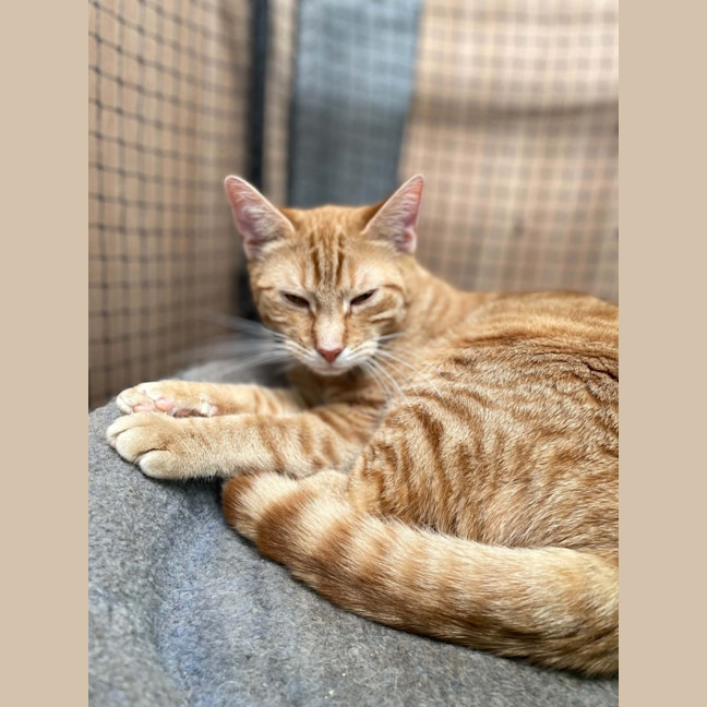 Photo of Henry Smith ** 2nd Chance Cat Rescue **