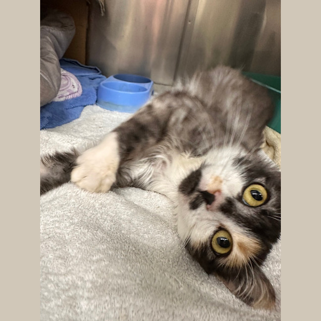 Photo of Delilah