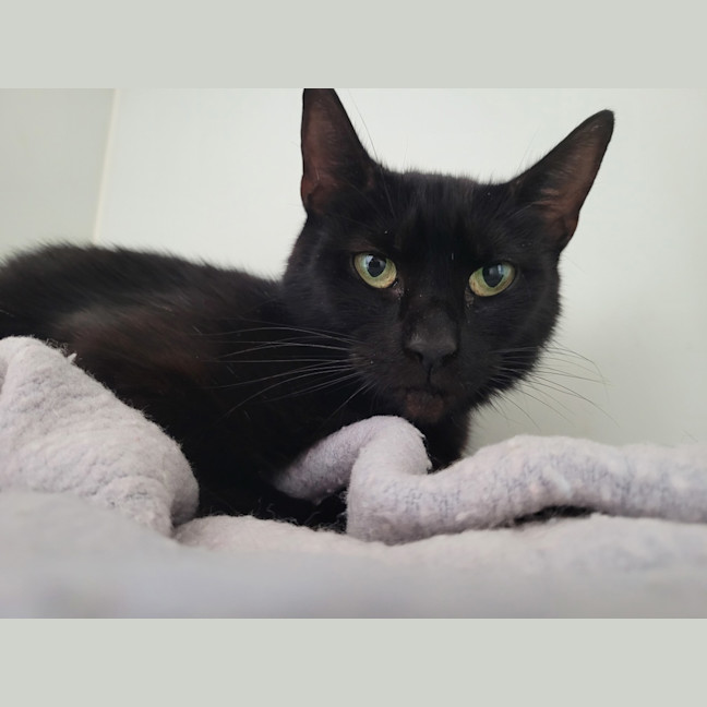 Photo of Black Beauty