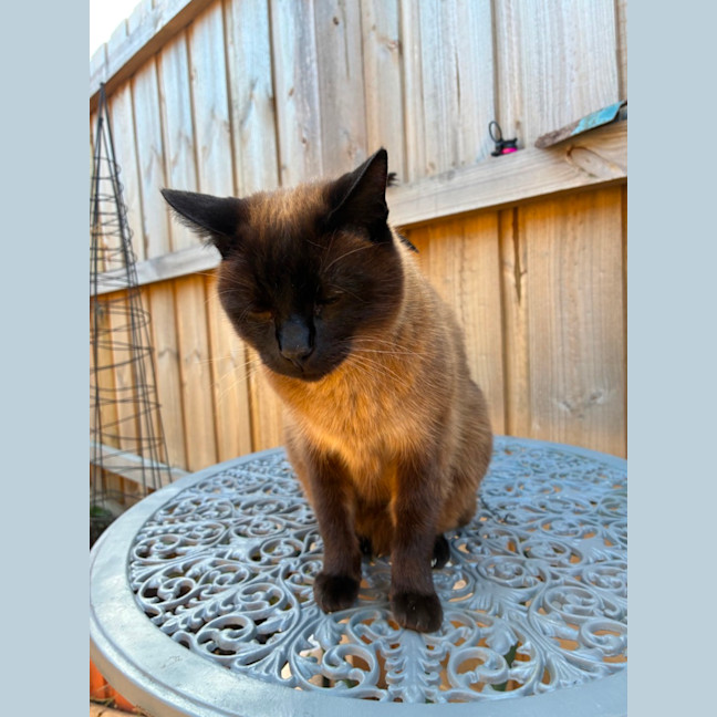Photo of Coco