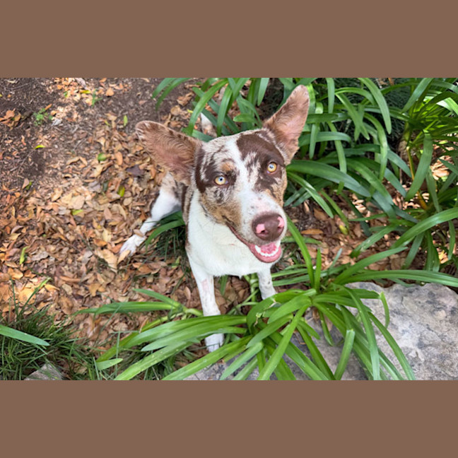 Photo of Sweetheart
