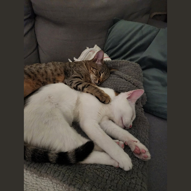 Photo of Woody & Chester 