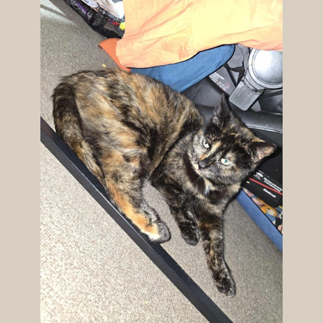 Photo of Ella *9 Lives Project Rescue*