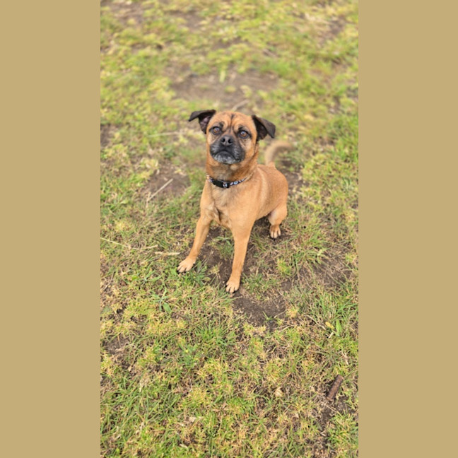 Photo of Otis (67779)