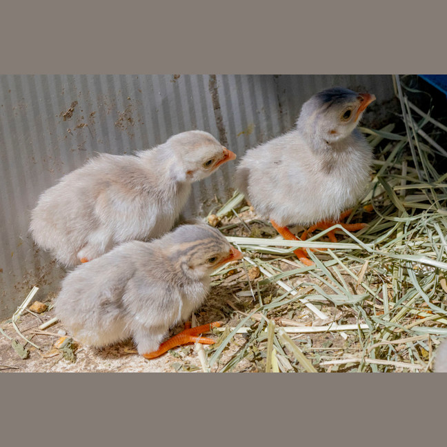 Photo of Super Cute Tick Control
