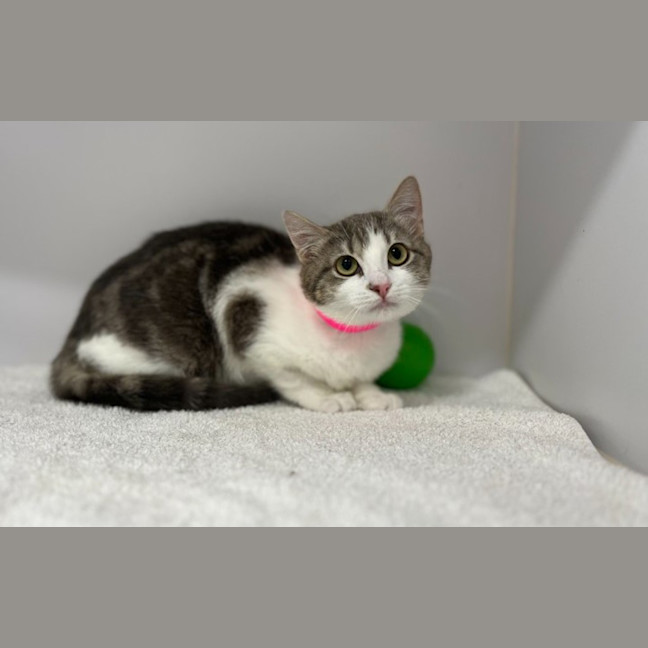 Photo of Willow