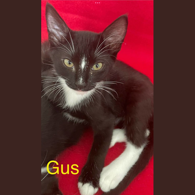 Photo of Sylverster & Gus