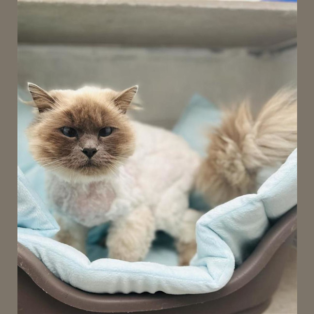 Photo of Saffy
