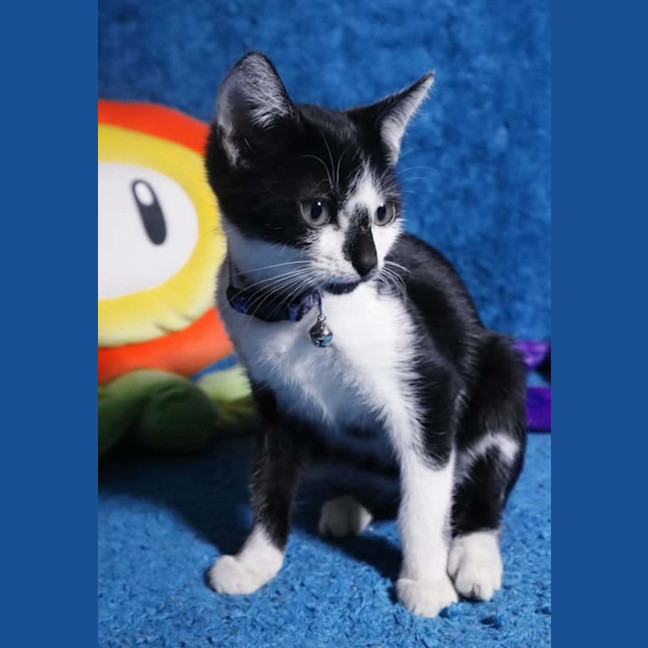 Photo of Siouxie