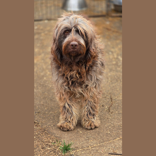 Photo of Coco