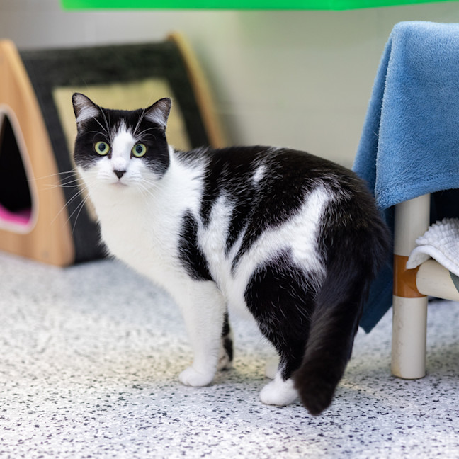 Photo of Maleficent (Millie)