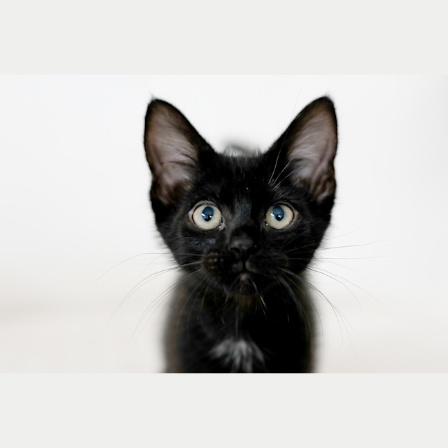 Photo of Smooch