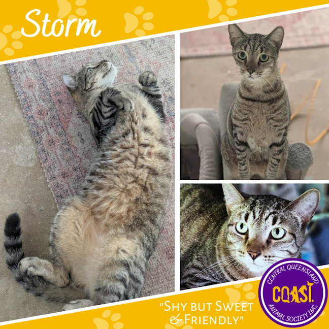 Photo of Storm