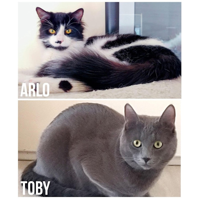 Photo of 12801 & 12802   Tobi & Arlo