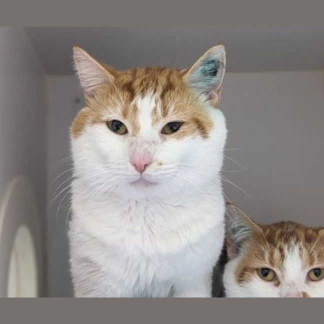 Photo of Marmalade
