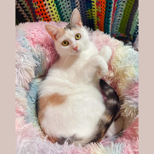 Photo of Callie