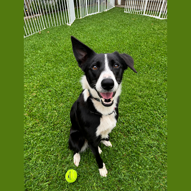 Photo of Willow