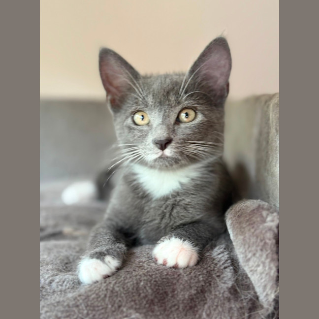 Photo of Mia 💕😽🐾
