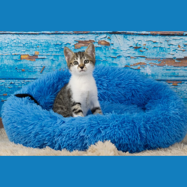 Photo of Peanut