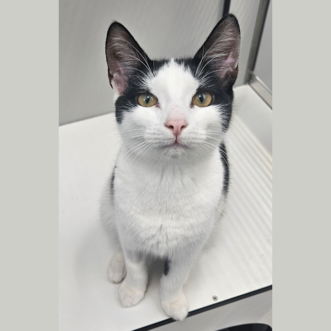 Photo of Kit