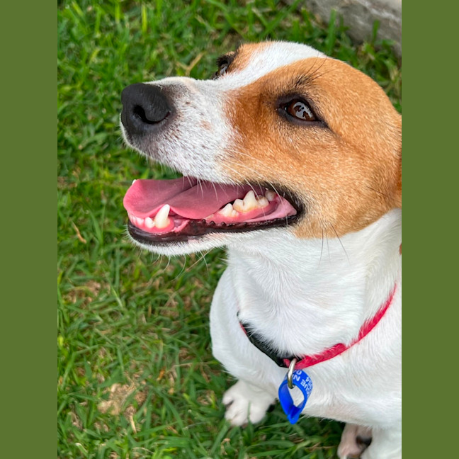 Photo of Chilli   3 Year Old Jack Russell Terrier