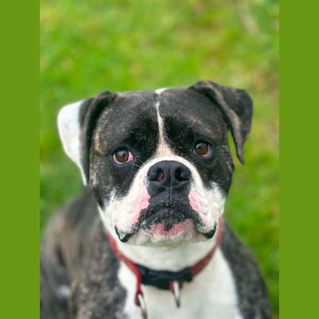 Photo of 🍄 Yoshi 5242 🍄