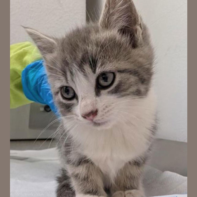 Photo of Gypsy (Tina Turner )