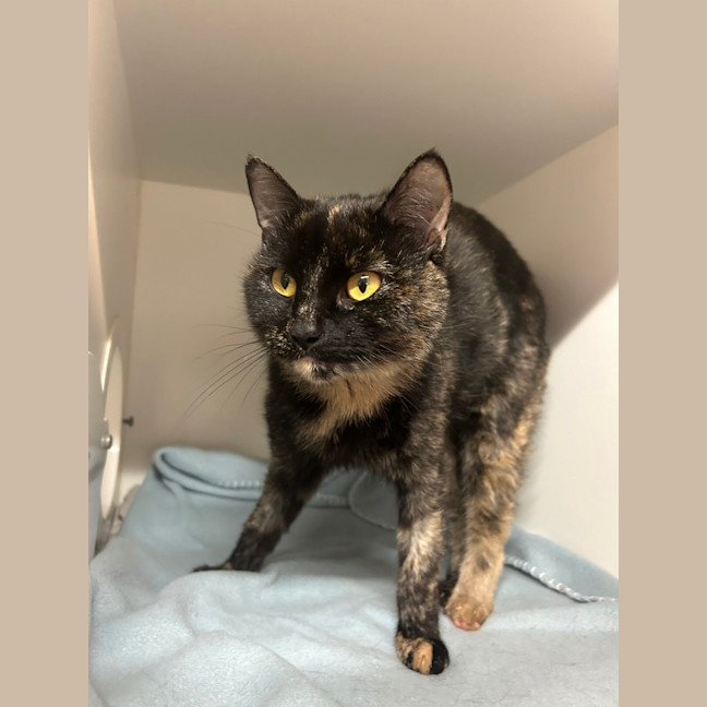 Photo of Calypso