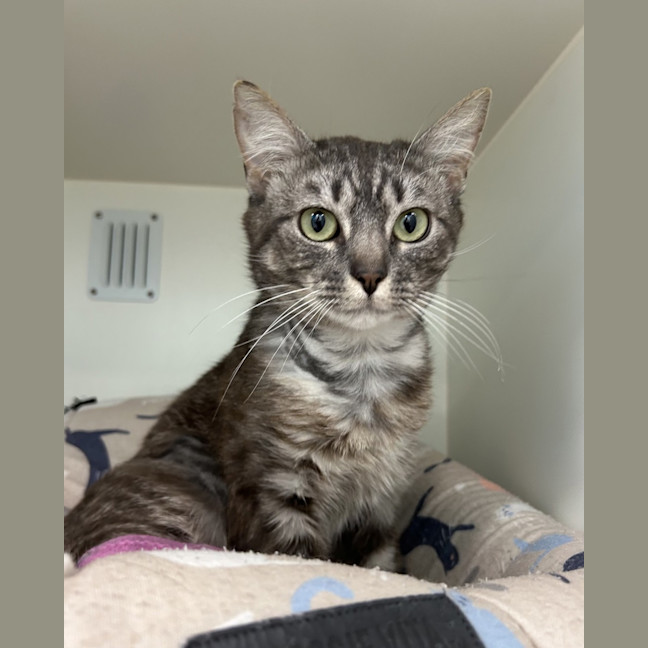 Photo of Atlas