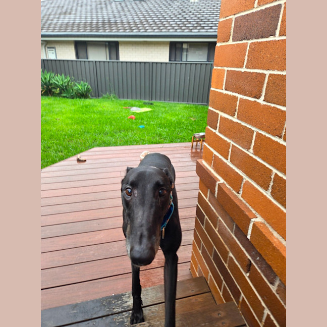Photo of Jay, The Greyhound